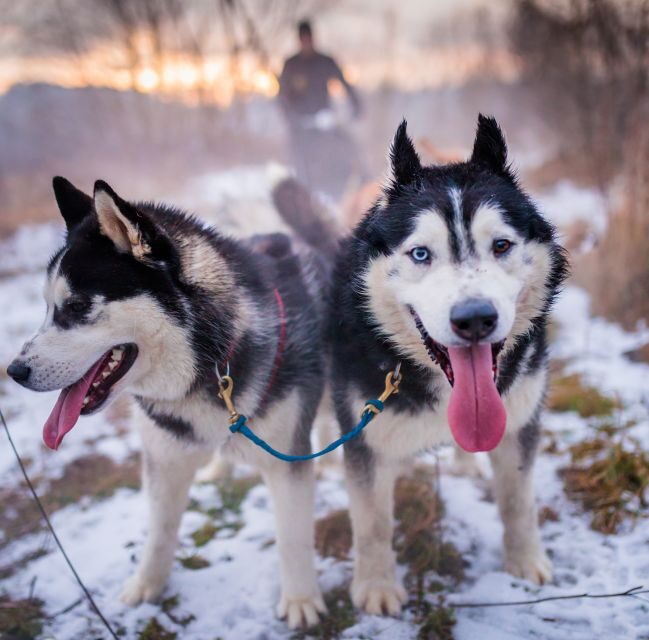 From Krakow: Dogsled Ride in Tatra Mountain - Key Points Worth Your Attention