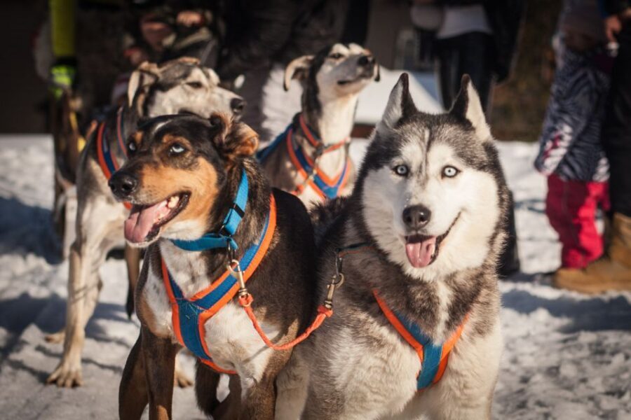 From Krakow: Dogsled Ride in Tatra Mountain - Who This Tour Fits Best