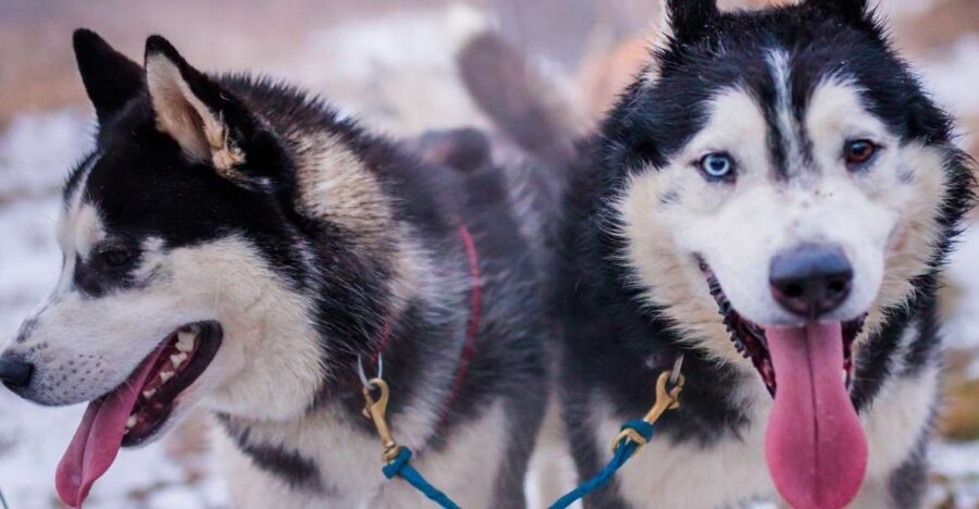 From Krakow: Dogsled Ride in Tatra Mountain - From Kraków to the Tatra Winter Run