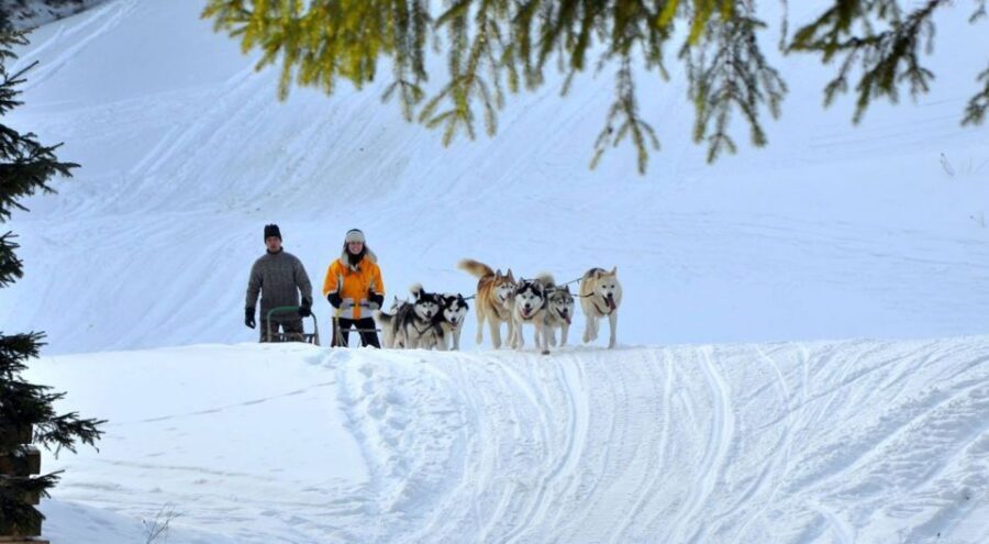 From Krakow: Dogsled Ride in Tatra Mountain - The Mushing Briefing: Harness Prep and How the Sled Works