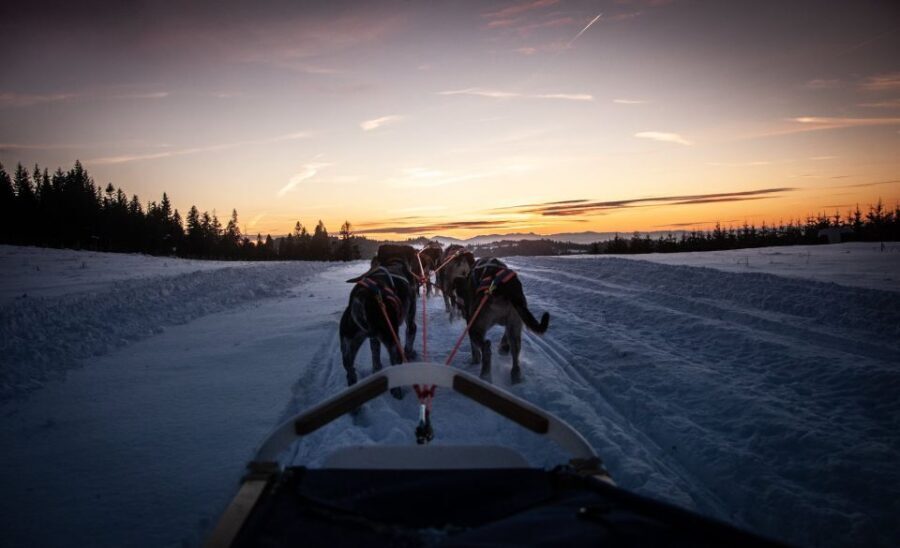 From Krakow: Dogsled Ride in Tatra Mountain - The 2-Kilometer Sled Run: Thrill Level vs. Time on the Sled