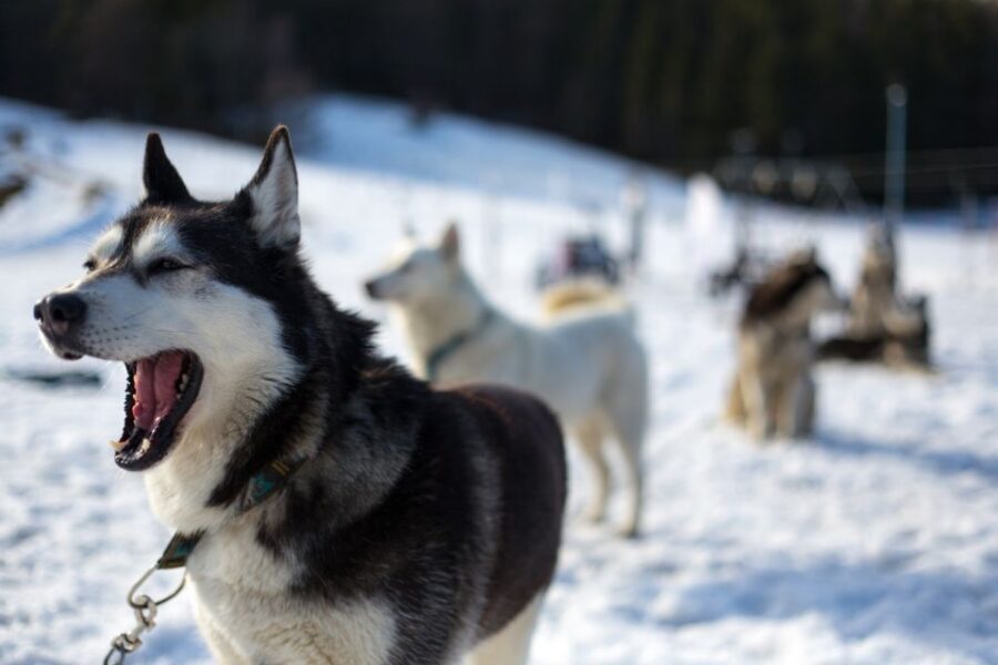 From Krakow: Dogsled Ride in Tatra Mountain - Your Guide and Driver: Safety, Stops, and the Human Factor