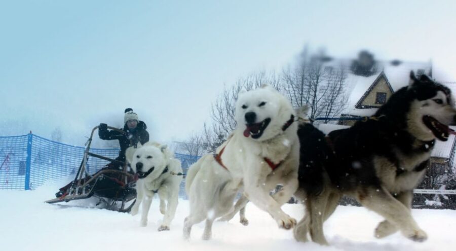 From Krakow: Dogsled Ride in Tatra Mountain - What to Wear (and What Can Ruin Your Day Fast)