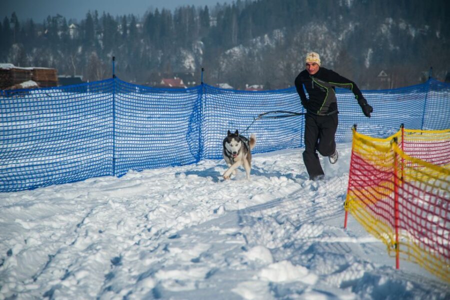 From Krakow: Dogsled Ride in Tatra Mountain - Meeting the Huskies at the Reserve (Before You Sit on the Sled)