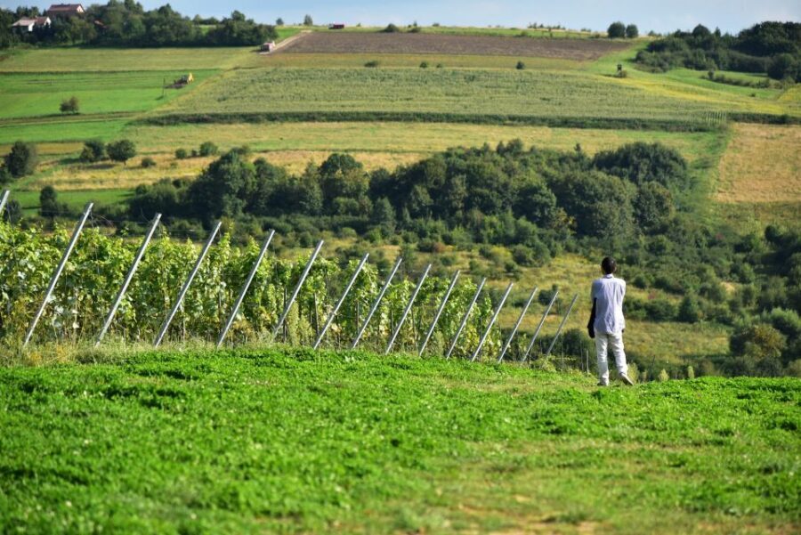 From Krakow: Wine Tasting at Vineyard - The story of winemaking in Lesser Poland (and why it matters)