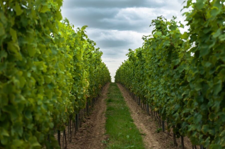 From Krakow: Wine Tasting at Vineyard - Optional snack add-on: worth it, if you plan for it