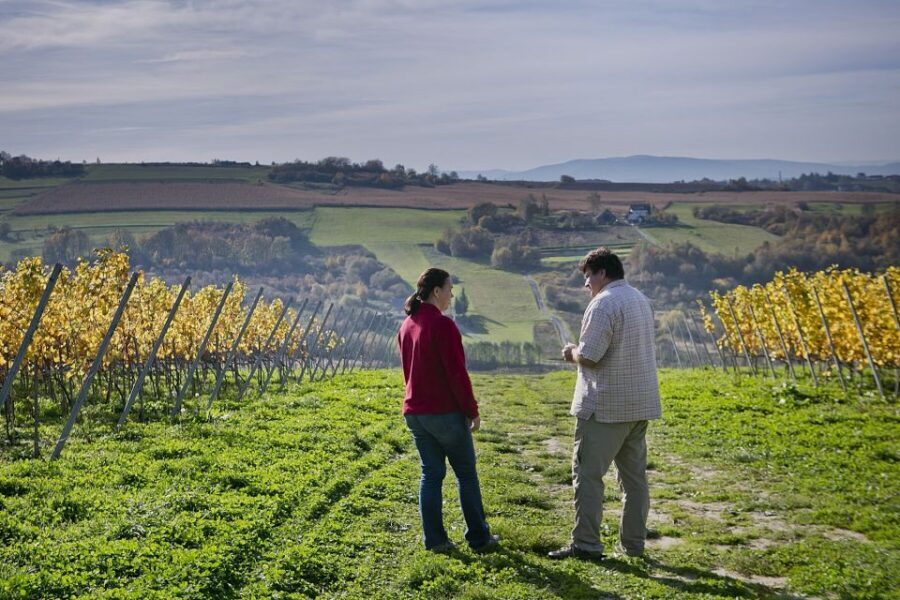 From Krakow: Wine Tasting at Vineyard - Timing quirks to keep in mind (especially around events)