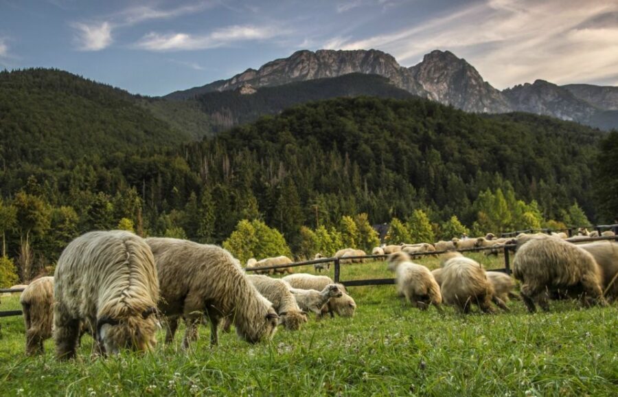 From Krakow: Zakopane & Hot Thermal Springs Private Tour - Chocholów’s wooden village: fast photos, good atmosphere, minimal rushing