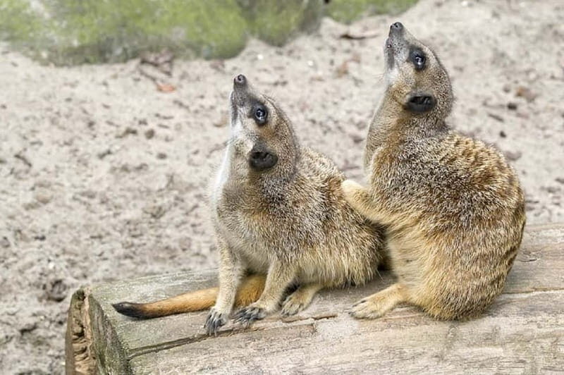 From Krakow: Zoo Trip with Private Luxury Transfer - Key Highlights You’ll Feel Right Away