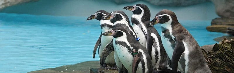 From Krakow: Zoo Trip with Private Luxury Transfer - The animal lineup: 1,400+ animals and ~270 species