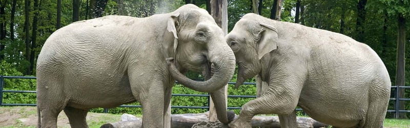 From Krakow: Zoo Trip with Private Luxury Transfer - Price and value: private luxury transfer vs. cheaper rides