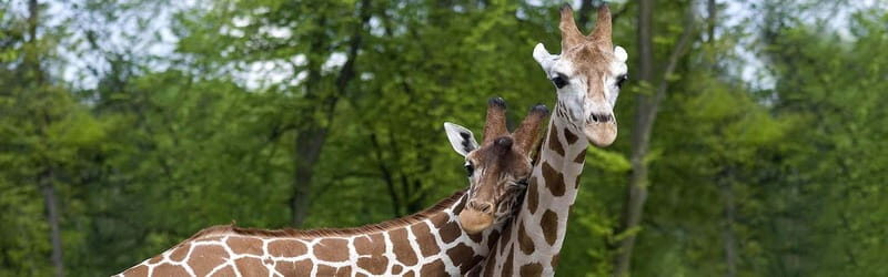 From Krakow: Zoo Trip with Private Luxury Transfer - What could be a dealbreaker: maintenance concerns