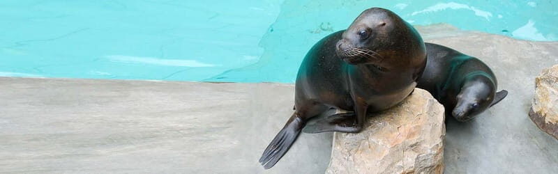 From Krakow: Zoo Trip with Private Luxury Transfer - Who this Kraków Zoo trip fits best