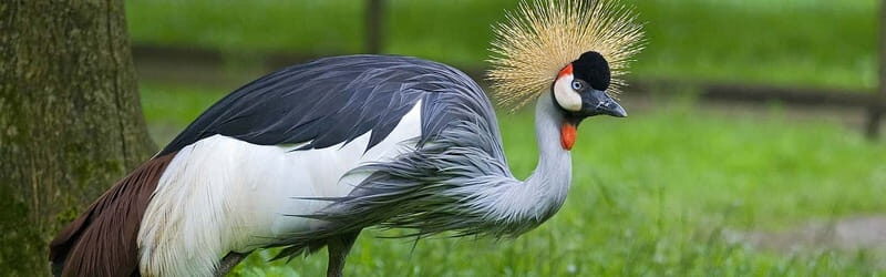 From Krakow: Zoo Trip with Private Luxury Transfer - Booking advice: plan your day so you don’t feel rushed