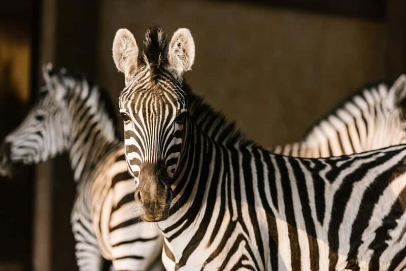 From Krakow: Zoo Trip with Private Luxury Transfer - Why Wolski Forest is more than scenery