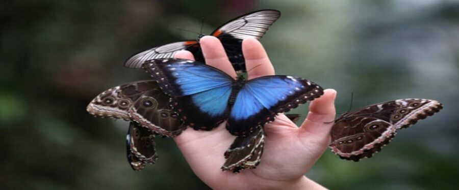 Krakow: Museum of Living Butterflies 2+1 - Step-by-step: how your day flows inside the museum