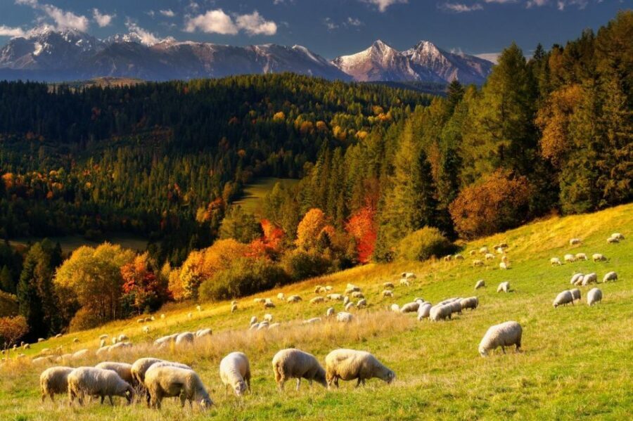 Krakow: Zakopane, Thermal Baths, Cable Car, Vodka, Oscypek - Who this tour fits best (and who should skip it)
