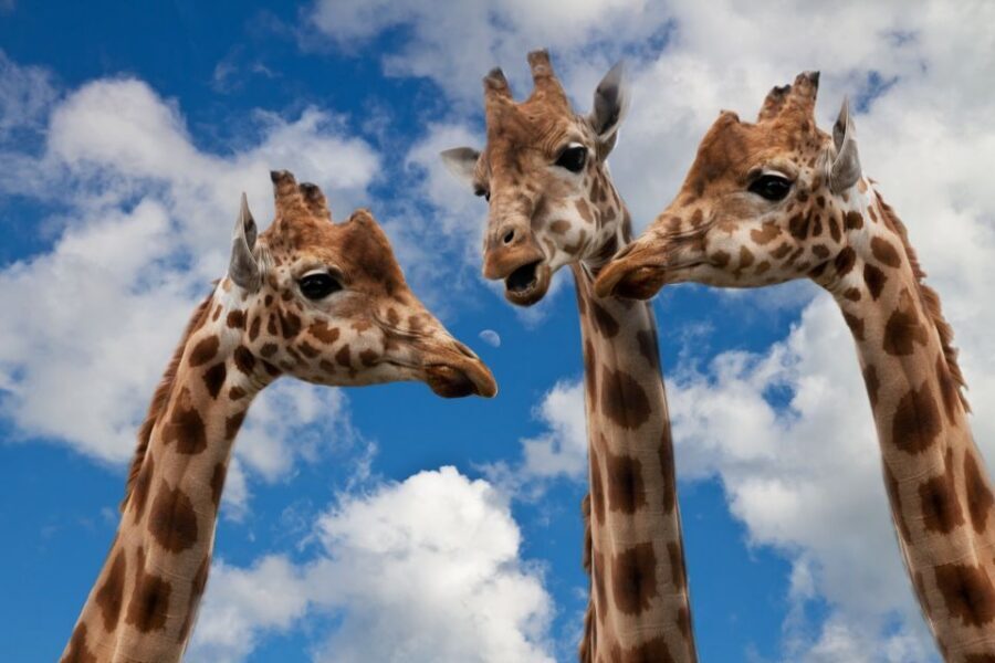 Krakow: Zoo with Hotel Pickup - Hotel Pickup by Minivan: Smooth Start, Real Timing