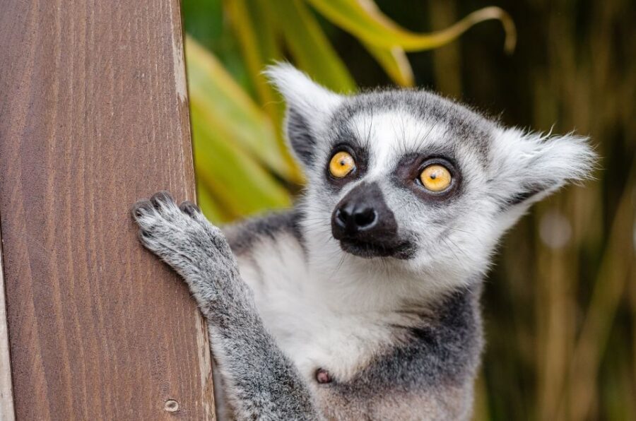 Krakow: Zoo with Hotel Pickup - Guided Help from the Road: Advice You Can Use Later