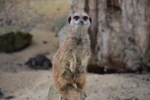 Krakow: Zoo with Hotel Transfer - Hotel pickup at the right time (and what “8:30” really means)