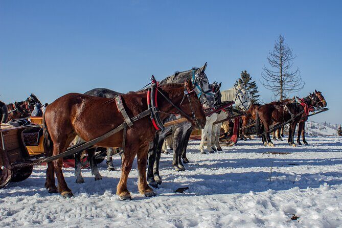 Zakopane Horse-Drawn Rides with Local Guide and Food Tasting - Torch-Lit Horse-Drawn Rides in Chocholow: Winter Magic or Summer Charm