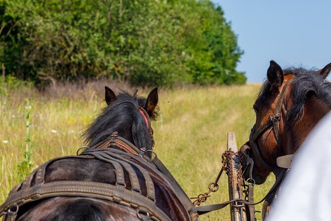 Zakopane Horse-Drawn Rides with Local Guide and Food Tasting - Small Group Size and the Pace: Why It Feels Comfortable
